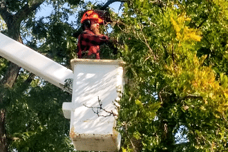 Urban Yeti Tree Removal Service